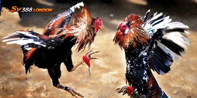 Đôi nét về loại hình cá cược đá gà cựa dao tại SV388