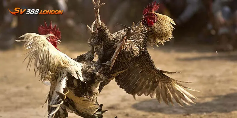 Khám phá loại hình đá gà cựa sắt được ưa chuộng tại SV388