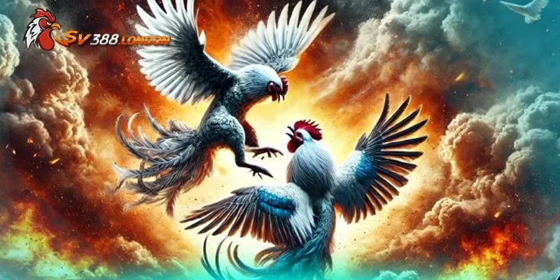 Đá Gà Cựa Tròn Ăn Khách Tại Tổng Gà SV388