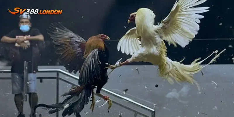 Lưu ý khi xem ngày đá gà theo 12 con giáp