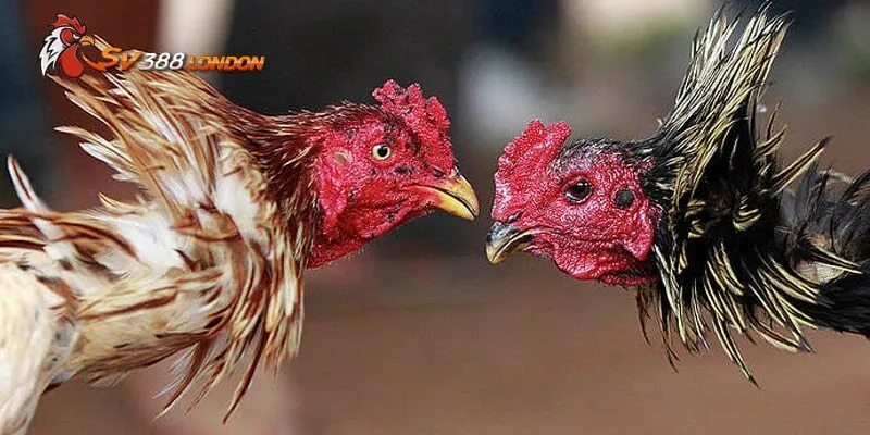 Đôi nét về Đá gà 12 con giáp