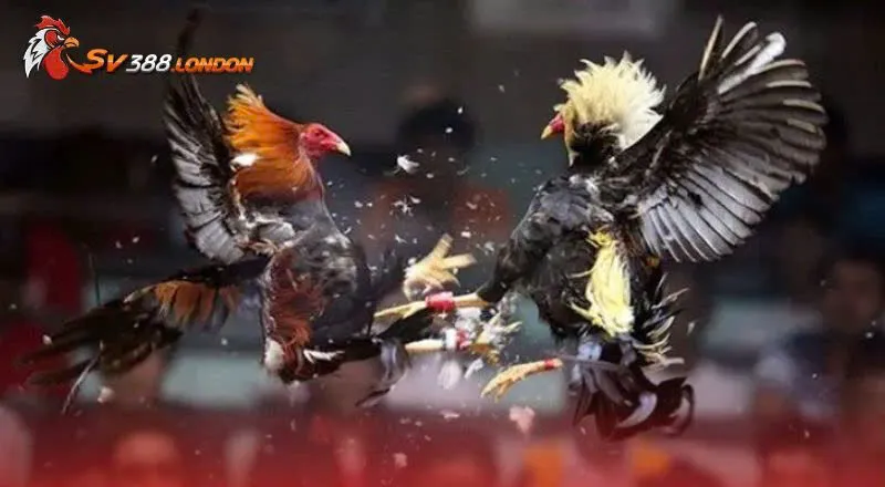 Bí quyết giúp chọn gà đá mạnh cho sư kê Bí quyết giúp chọn gà đá mạnh cho sư kê