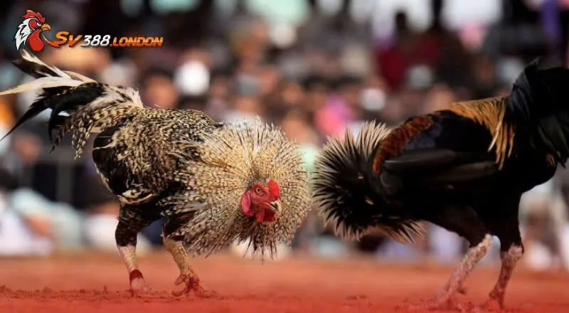 Mẹo nuôi gà đá siêu hiệu quả Mẹo nuôi gà đá siêu hiệu quả