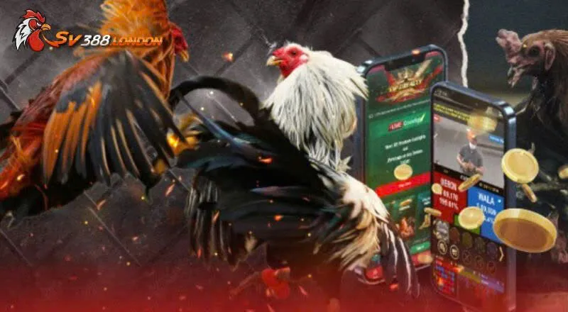Bí Quyết Chọn Gà Đá Chuẩn Từng Thế Đòn Cho Sư Kê Kinh Nghiệm